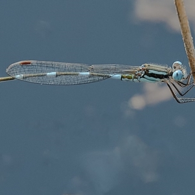 Austrolestes leda (Wandering Ringtail) at QPRC LGA - 23 Feb 2020 by WHall