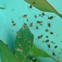 Theridiidae (family) (Comb-footed spider) at QPRC LGA - 22 Feb 2020 by Wandiyali