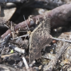 Scopula rubraria (Reddish Wave, Plantain Moth) at QPRC LGA - 23 Feb 2020 by WHall