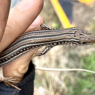 Ctenotus robustus (Robust Striped-skink) at Stromlo, ACT - 23 Feb 2020 by AndrewCB