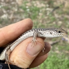 Ctenotus robustus at Stromlo, ACT - 23 Feb 2020