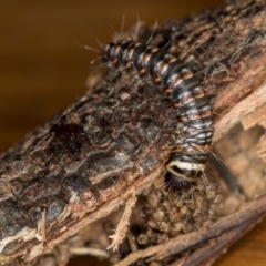 Cryptophasa irrorata (A Gelechioid moth (Xyloryctidae)) at Melba, ACT - 6 Jun 2018 by Bron
