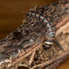 Cryptophasa irrorata (A Gelechioid moth (Xyloryctidae)) at Melba, ACT - 7 Jun 2018 by Bron