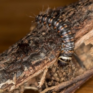 Cryptophasa irrorata at Melba, ACT - 7 Jun 2018 08:32 AM