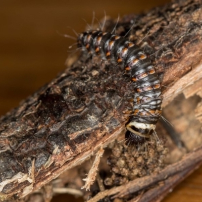 Cryptophasa irrorata (A Gelechioid moth (Xyloryctidae)) at Melba, ACT - 7 Jun 2018 by Bron