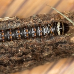 Cryptophasa irrorata at Melba, ACT - 7 Jun 2018