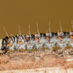 Cryptophasa irrorata at Melba, ACT - 7 Jun 2018 08:32 AM