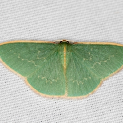 Chlorocoma dichloraria (Guenee's or Double-fringed Emerald) at Black Mountain - 24 Jan 2018 by Bron