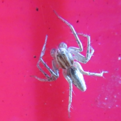 Oxyopes sp. (genus) (Lynx spider) at Flynn, ACT - 22 Feb 2020 by Christine