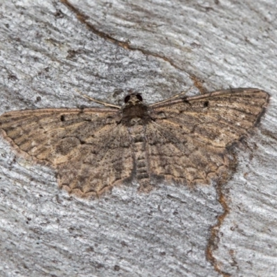 Psilosticha pristis (Little Brown Bark Moth) at Black Mountain - 24 Jan 2018 by Bron