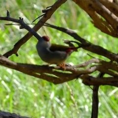 Neochmia temporalis (Red-browed Finch) at Florey, ACT - 23 Feb 2020 by Kurt