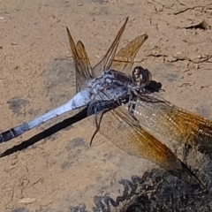 Orthetrum caledonicum (Blue Skimmer) at Melba, ACT - 23 Feb 2020 by Kurt