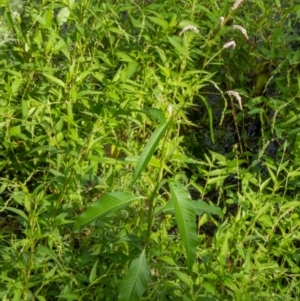 Persicaria lapathifolia at Paddys River, ACT - 23 Feb 2020