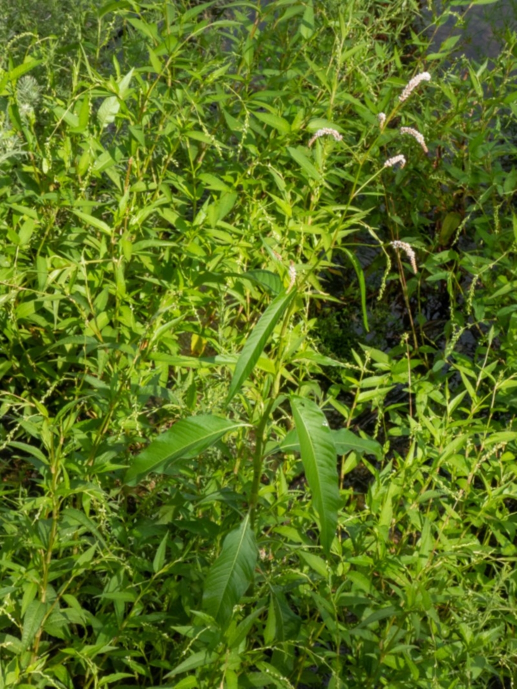 Persicaria lapathifolia at Paddys River, ACT - 23 Feb 2020