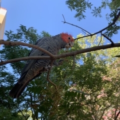 Callocephalon fimbriatum (Gang-gang Cockatoo) at Dickson, ACT - 23 Feb 2020 by Rhavinmad