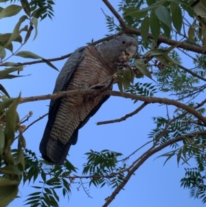 Callocephalon fimbriatum at Dickson, ACT - 24 Feb 2020