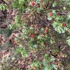 Acrothamnus hookeri (Mountain Beard Heath) at Tallaganda State Forest - 23 Feb 2020 by Rhavinmad