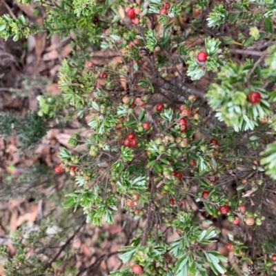 Acrothamnus hookeri (Mountain Beard Heath) at Jinden, NSW - 23 Feb 2020 by Rhavinmad