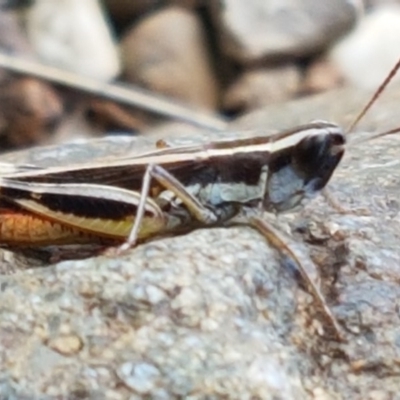 Macrotona australis (Common Macrotona Grasshopper) at Molonglo River Reserve - 22 Feb 2020 by tpreston