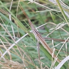 Acrida conica (Giant green slantface) at Denman Prospect, ACT - 22 Feb 2020 by tpreston