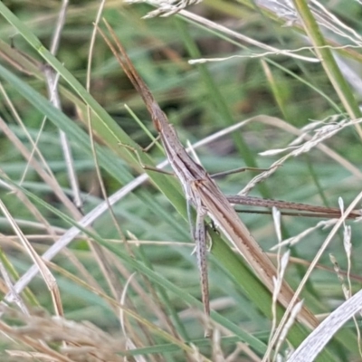 Acrida conica (Giant green slantface) at Denman Prospect, ACT - 22 Feb 2020 by trevorpreston