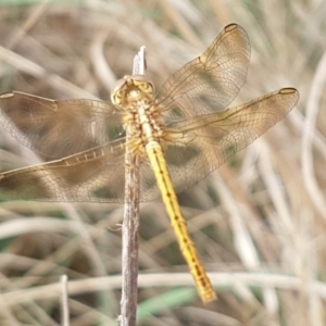 Diplacodes bipunctata at Molonglo River Reserve - 22 Feb 2020