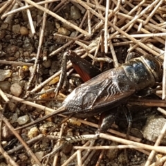 Teleogryllus commodus (Black Field Cricket) at Denman Prospect, ACT - 22 Feb 2020 by tpreston