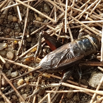 Teleogryllus commodus (Black Field Cricket) at Molonglo River Reserve - 22 Feb 2020 by tpreston