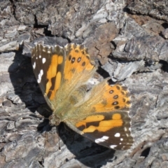 Vanessa kershawi (Australian Painted Lady) at Gibraltar Pines - 23 Feb 2020 by SandraH