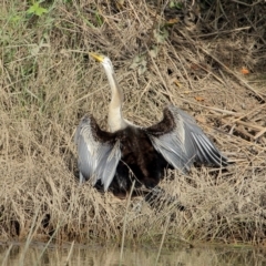 Anhinga novaehollandiae (Australasian Darter) at Wingecarribee Local Government Area - 23 Feb 2020 by Snowflake