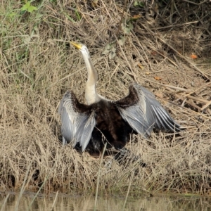 Anhinga novaehollandiae at Burradoo, NSW - 24 Feb 2020 08:16 AM