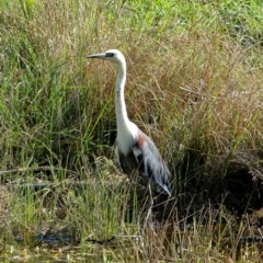 Ardea pacifica (White-necked Heron) at Burradoo - 23 Feb 2020 by Snowflake