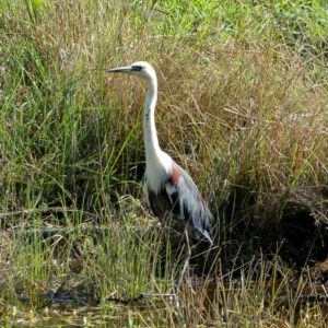 Ardea pacifica at Burradoo, NSW - 24 Feb 2020