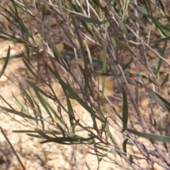 Acacia dawsonii (Dawson's Wattle) at Majura, ACT - 16 Feb 2007 by MichaelMulvaney