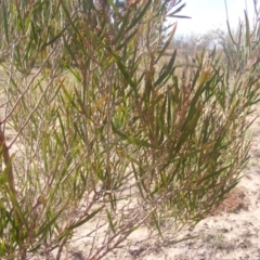 Acacia dawsonii at Majura, ACT - 16 Feb 2007