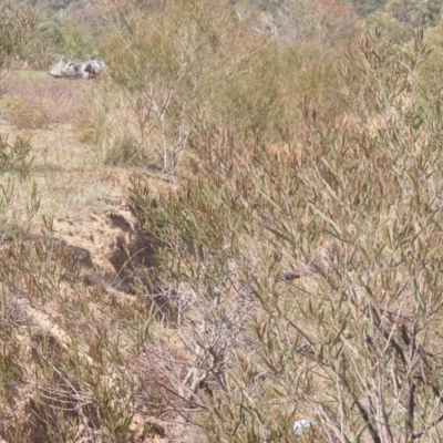 Acacia dawsonii (Dawson's Wattle) at Majura, ACT - 16 Feb 2007 by MichaelMulvaney