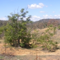 Ailanthus altissima (Tree-of-Heaven) at Majura, ACT - 16 Feb 2007 by MichaelMulvaney