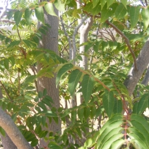 Ailanthus altissima at Majura, ACT - 16 Feb 2007