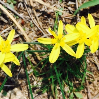 Tricoryne elatior (Yellow Rush Lily) at Molonglo Valley, ACT - 24 Feb 2020 by RWPurdie