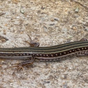 Ctenotus robustus at Tuggeranong DC, ACT - 14 Feb 2020