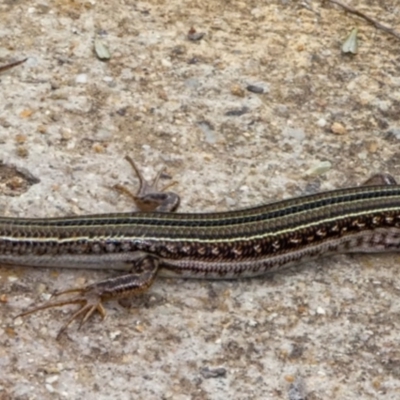 Ctenotus robustus (Robust Striped-skink) at Kambah Pool - 14 Feb 2020 by Thommo17