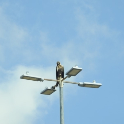 Aquila audax (Wedge-tailed Eagle) at Symonston, ACT - 15 Feb 2020 by HelenCross