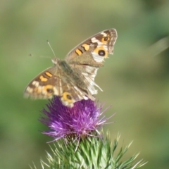 Junonia villida (Meadow Argus) at Paddys River, ACT - 24 Feb 2020 by SandraH