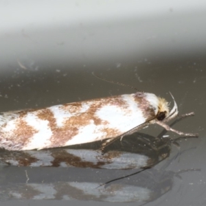 Palimmeces habrophanes at Ainslie, ACT - 18 Feb 2020