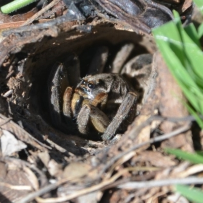 Lycosidae (family) (Wolf spider) at Surf Beach, NSW - 27 Feb 2020 by LyndalT