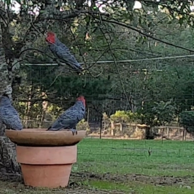 Callocephalon fimbriatum (Gang-gang Cockatoo) at Penrose - 24 Feb 2020 by Aussiegall