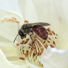 Lasioglossum (Parasphecodes) sp. (genus & subgenus) (Halictid bee) at Aranda, ACT - 24 Feb 2020 by Jubeyjubes