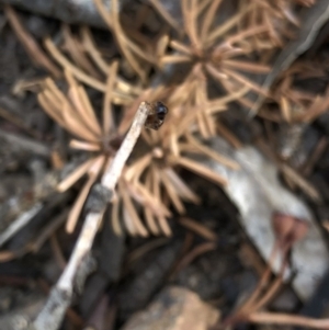Tiphiidae sp. (family) at Aranda, ACT - 24 Feb 2020