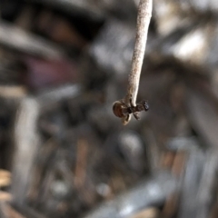 Tiphiidae (family) at Aranda, ACT - 24 Feb 2020 05:48 PM