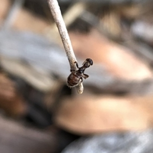 Tiphiidae (family) at Aranda, ACT - 24 Feb 2020